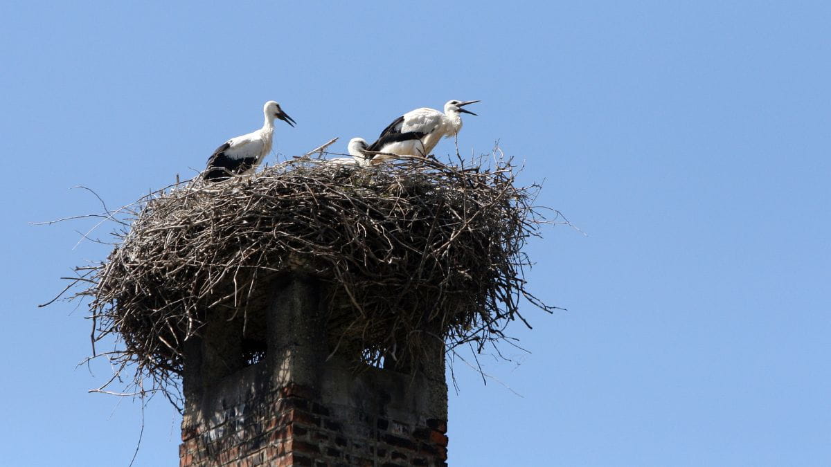 Twee vogels op een groot vogelnest in schoorsteen, het nest van takken bedekt de volledige bovenkant van de schouw