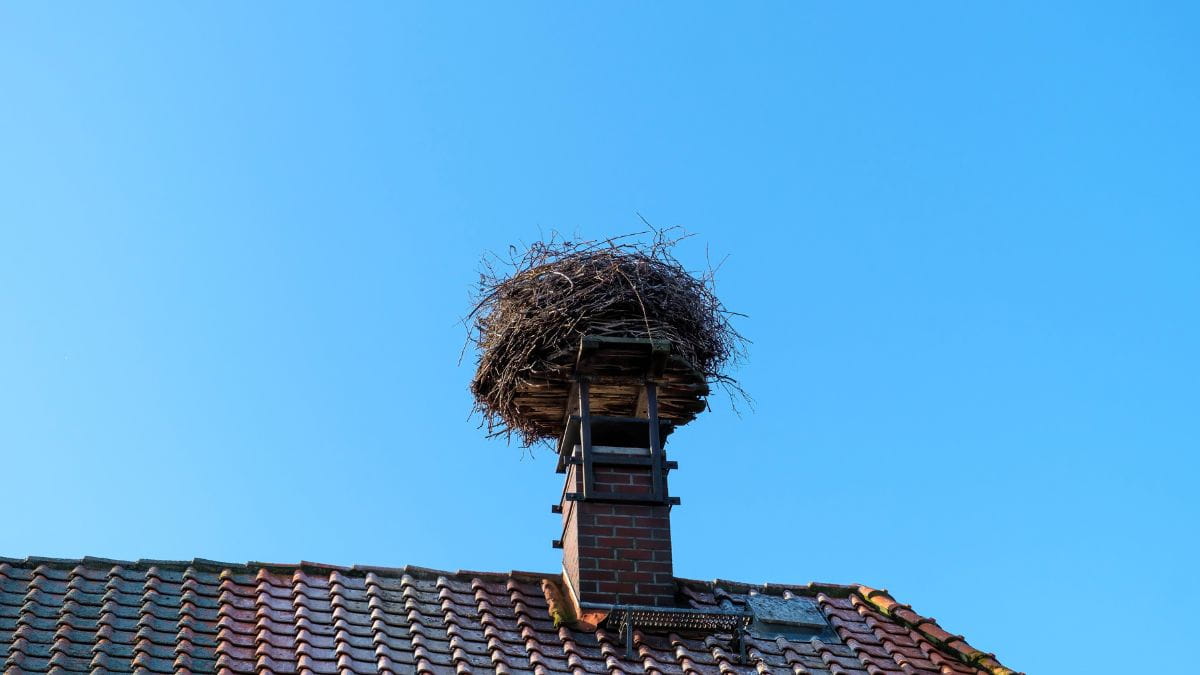 Vogelnest in schoorsteen op een pannendak, de takken en het nestmateriaal blokkeren de bovenkant van de schouw